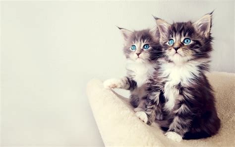 Picture Two Cute Funny Kitten Cat Hd Dekstop Wallpaper