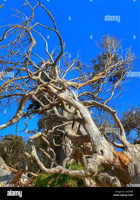 Gnarly Tree In Pizmo Beach California Stock Photo Alamy