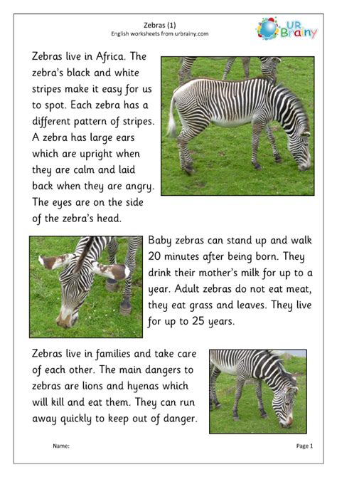 What Is A Zebra Zebra Habitat And Facts Twinkl Teaching 56 Off