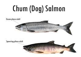 Oncorhynchus keta (chum salmon) (salmo keta). Chum Salmon (Oncorhynchus keta) - Robin Barefield