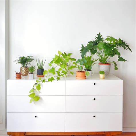 Houseplants Indoor Plants Plants Decor Home Decor Interior Style Plant