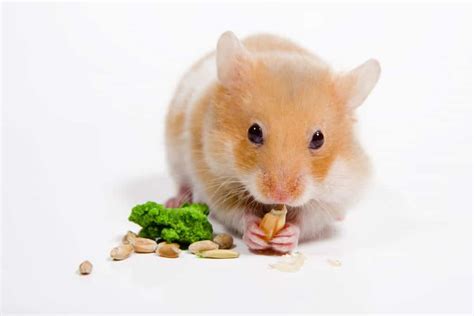 25 Ways To Make Your Hamster Happy Online Library Gospring