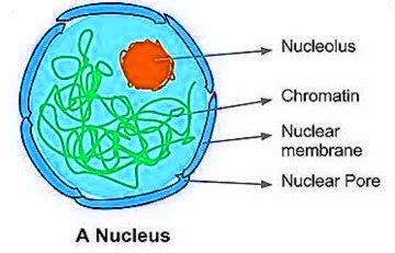 Plantae protistamonera/nostocfungicnuclear membrane is absent in monera/nostac/prokaryotes. Nuclear membrane is absent in | Biology Questions ...