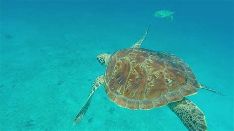 Swim With Turtles Shipwrecks Snorkel And Beach Bridgetown Barbados
