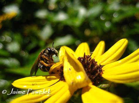 You can sprinkle natives throughout your landscape or go for a complete florida native yard. Sweat Bees - NE Florida's Native Bees