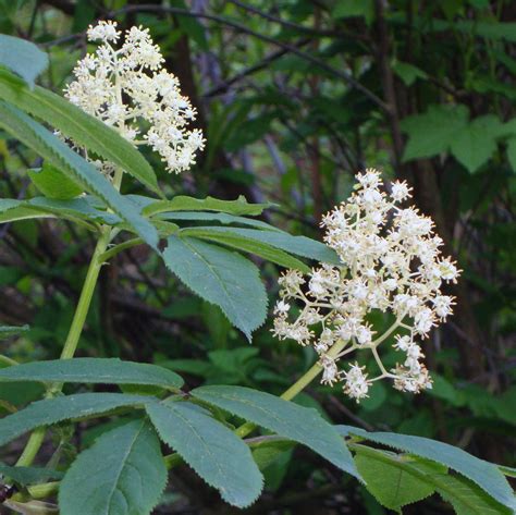 Red Elderberry Flower Essence Flower Essences Flower Remedies