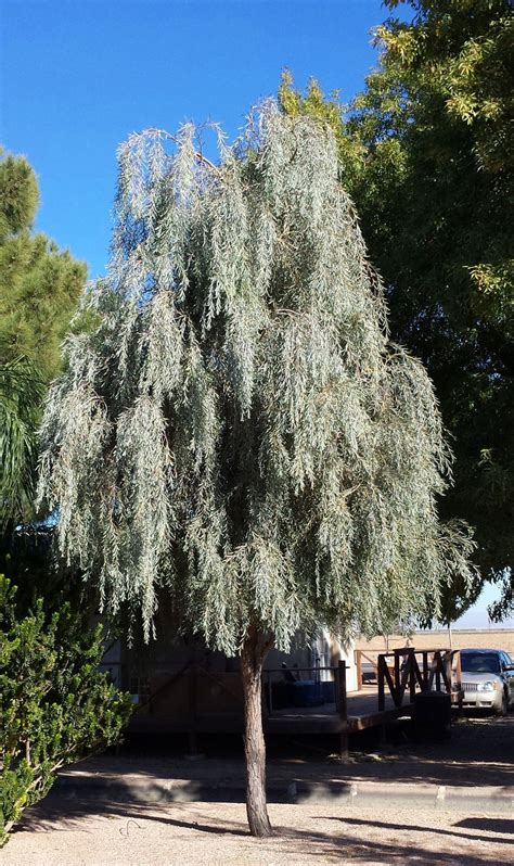 Sweet Acacia Tree Tucson Awesome Thing Portal Photo Galleries