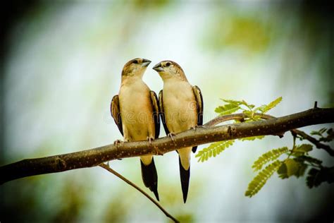 Birds Love Couple Stock Image Image Of Love Couples 91789869