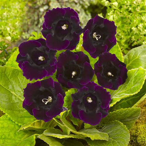 Gloxinia Sinningia Violacea For Sale Online In Eu Directly From