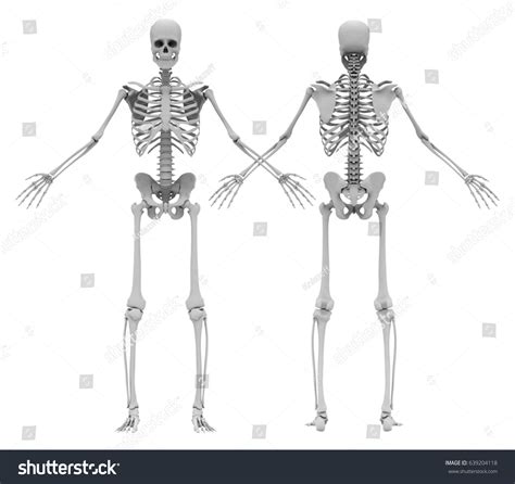 Humans Male Skeleton Front Back View Stock Illustration 639204118