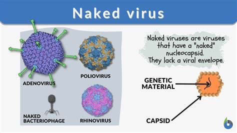 Naked Virus Definition And Examples Biology Online Dictionary
