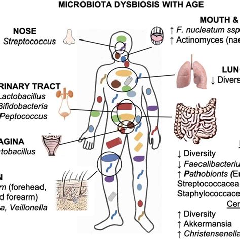 The Age Related Microbiota Changes Dysbiosis At Each Body Site
