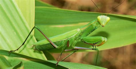 La Mantis Religiosa Tiene Un Sistema Auditivo único En El Mundo Animal