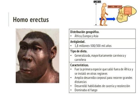 Homo Erectus Características Físicas Y Culturales