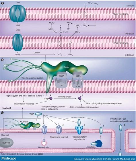 Helicobacter Pylori Phenotypes Genotypes And Virulence Genes