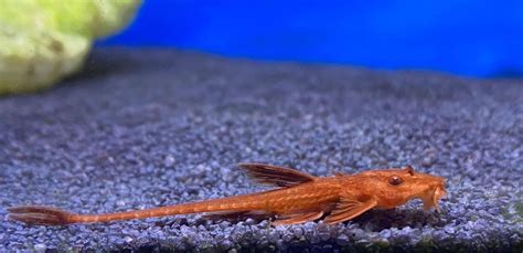 Red Whiptail Catfish L010a Rineloricaria