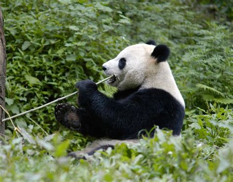 Giant Pandas Wwf