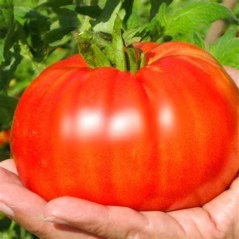 Slightly ribbed fruit, heavy yields, and good flavour. Solanum Lycopersicum 'Super Marmande', Tomato 'Super ...