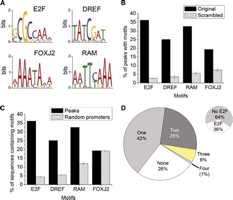 Transcription Factor Motifs Enriched In Rbf1 Bound Peaks A The Four