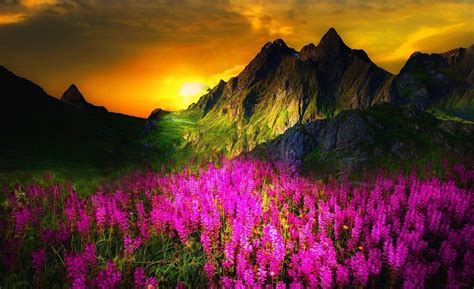 Flowers In Mountain Sunset