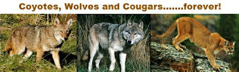 Wolves Wolf Facts Cougars Cougar Facts Coyotes Coyote Facts