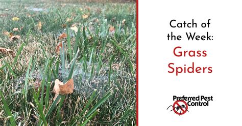 Get directions, reviews and information for aable pest control in waterloo, ia. Keep Grass Spiders Off Of Your Lawn | Preferred Pest Control