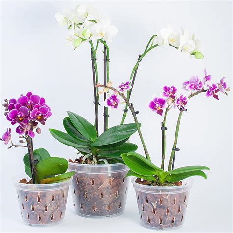 5 Best Orchid Pots For A Beautiful Home In 2024 Geartrench