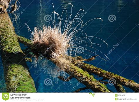 Beautiful Lake With Tree In Jiuzhaigou Stock Photo Image Of Forest