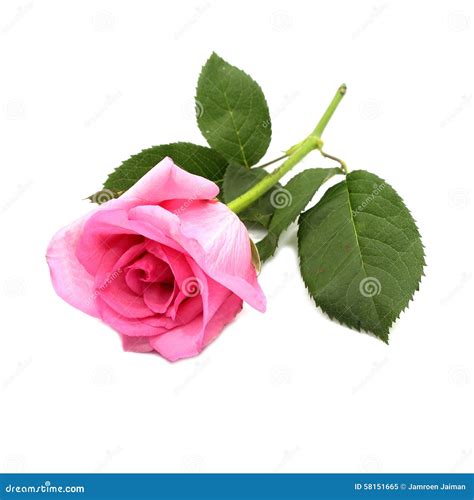 Pink Rose Flowers Isolated On White Background Stock Image Image Of