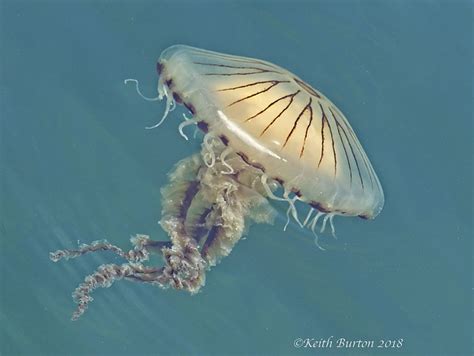 Ipernity Compass Jellyfish By Keith Burton