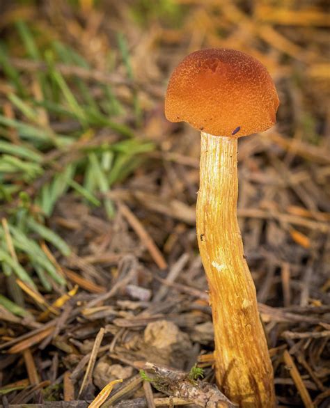 Solitary Leaning Mushroom Photograph By Jean Noren Fine Art America