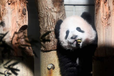 Xiang Xiang The ‘auspicious Cuddly Panda Cub Makes Public Debut At