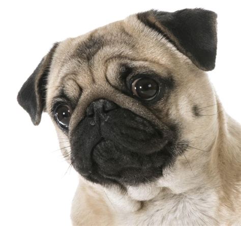 15 Reasons Why Pugs Make The Best Pets Metro News
