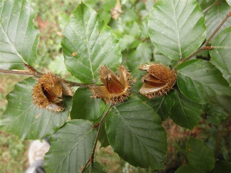 Fagus Sylvatica Fagaceae