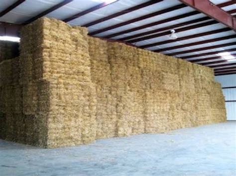 Wheat Straw In Small Square Bales Hay And Fodder Straw For