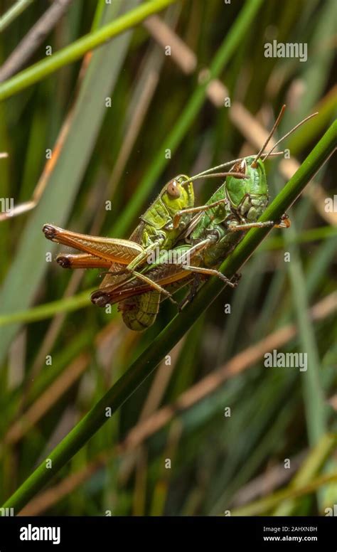 Lesser Marsh Grasshopper Chorthippus Albomarginatus Hi Res Stock