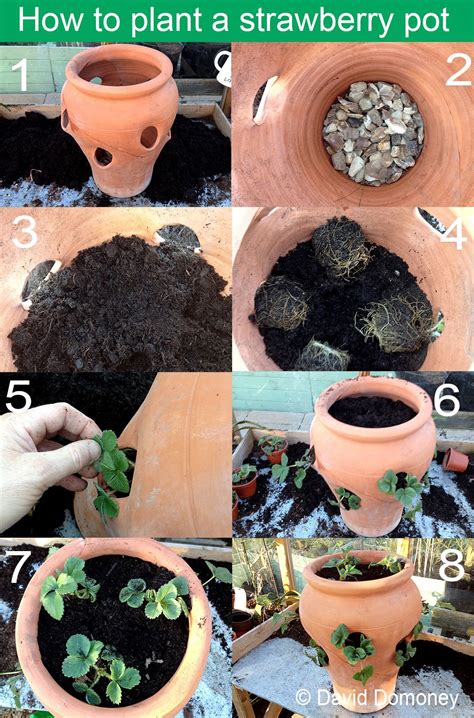 How To Plant A Terracotta Strawberry Pot Step By Step Instructions
