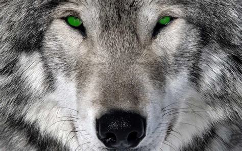 Wolf Face Wallpapers Wallpaper Cave