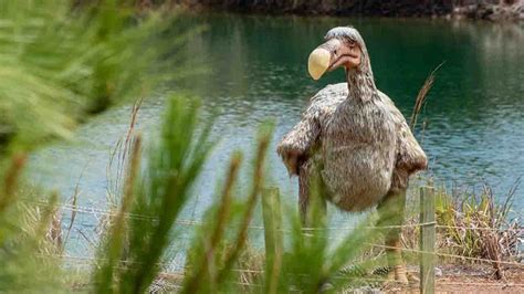 Animales Extintos Podrían Volver A Vivir En Nuestro Siglo ¡te Vas A