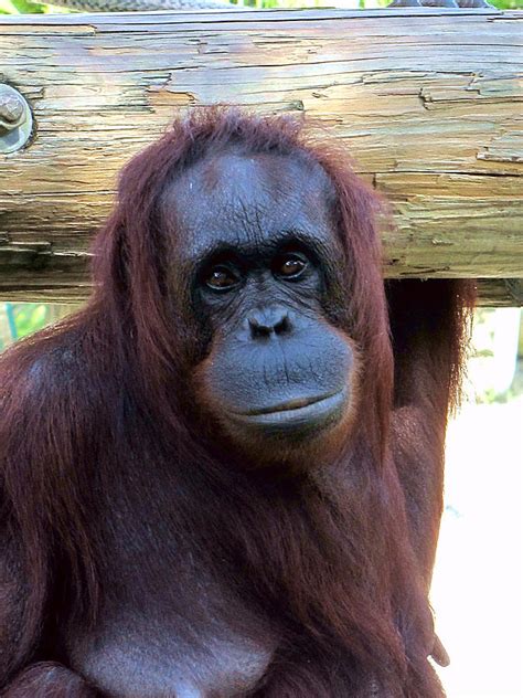 Female Bornean Orangutan Photograph By Chris Mercer