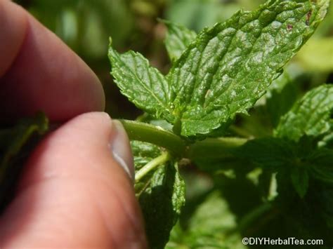 Harvesting Mint When And How To Harvest Fresh Mint