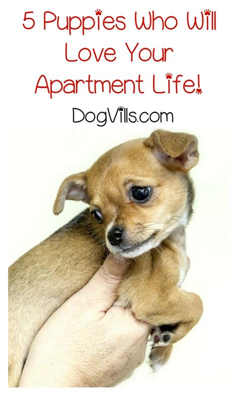 5 Puppies Who Will Love Your Apartment Life