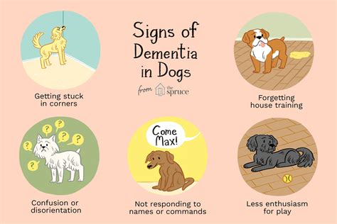 Dementia And Senility In Dogs