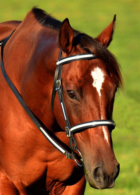 Draft Horse Sizeenglish Bridle And Reins Reflective Day Glo Etsy Uk