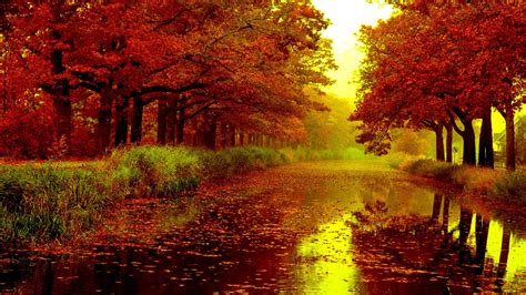 Maple Autumn Fall Leaves On River Between Red Leafed Trees Hd Nature Wallpapers Hd Wallpapers