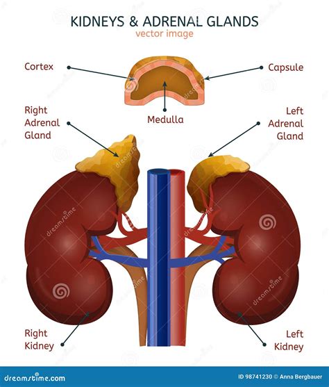 Partes Glandula Suprarrenal