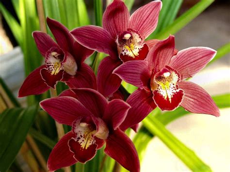 The oldest monograph on orchids in gardens. Luscious Living House Plants- Caring for your Cymbidium ...