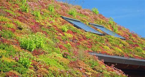 Living Walls And Green Roofs Surrey And West Sussex