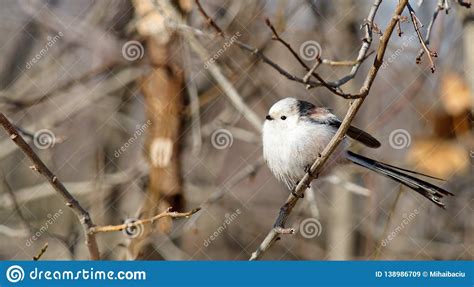 Long Tailed Tit Aegithalos Caudatus Stock Image Image Of Biarmicus