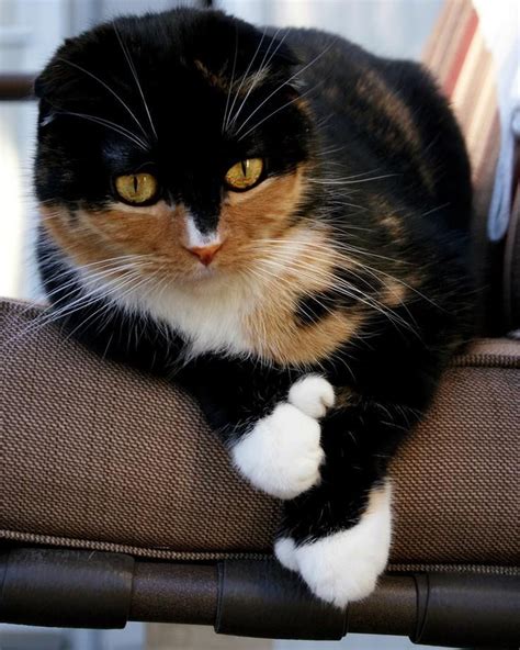 17 Best Images About Calico And Blackwhite Cats On
